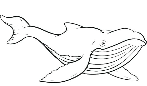 600x352 Whales Coloring Pages Whales Coloring Pages Good Whale Coloring