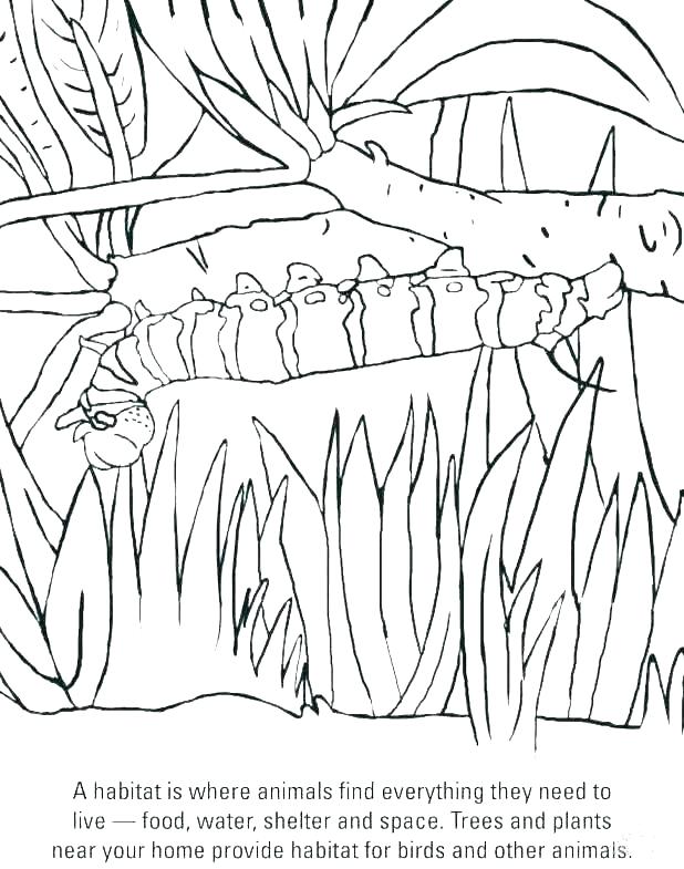 618x785 Caterpillar Coloring Pages
