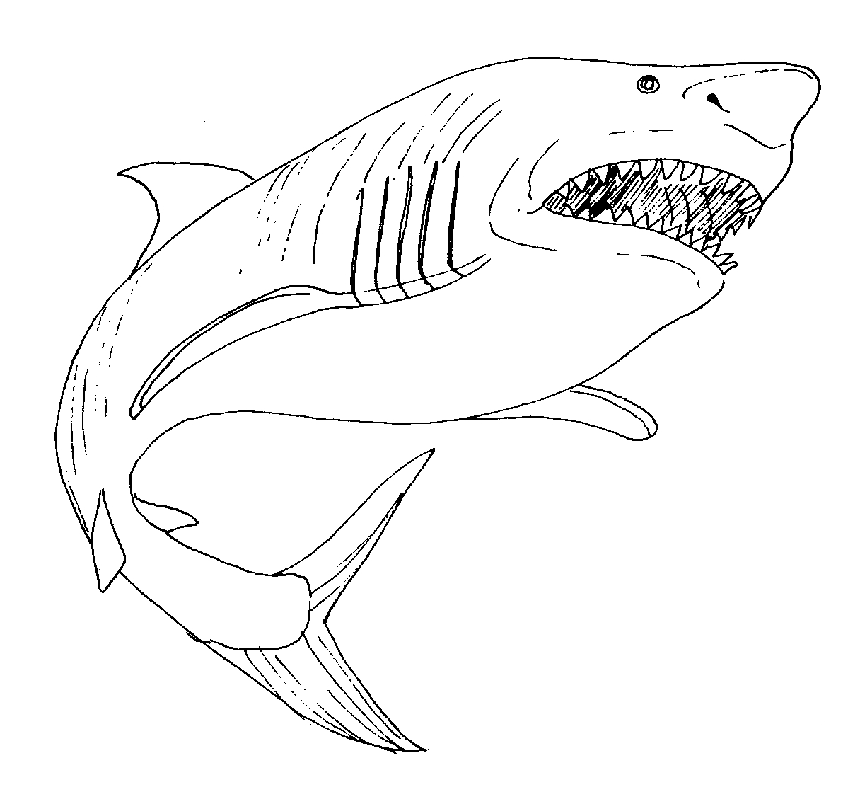 1216x1136 Great White Shark Coloring Pages 8