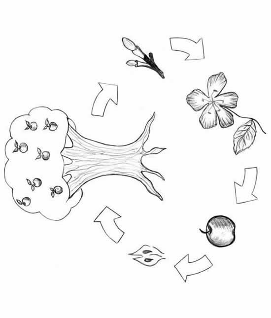 550x645 Apple Tree Life Cycle Coloring Page Crafts Cycling