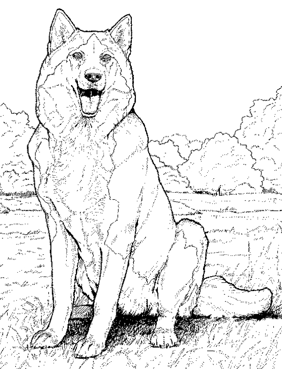 550x720 Husky Coloring Pages Free Printable Coloring Pages For Kids