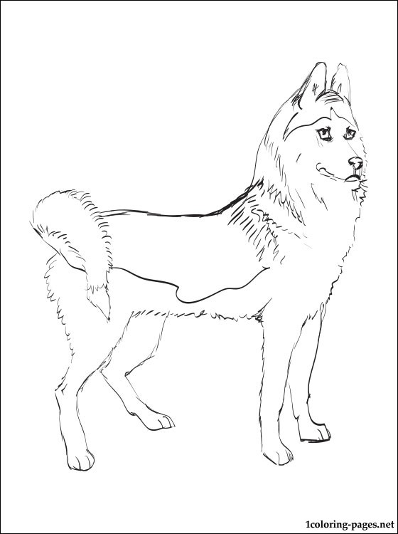 560x750 Siberian Husky Coloring Page Coloring Pages 17780