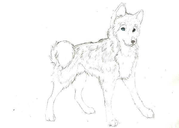 600x429 Husky Coloring Page Cute Husky Coloring Page Husky Puppy Coloring