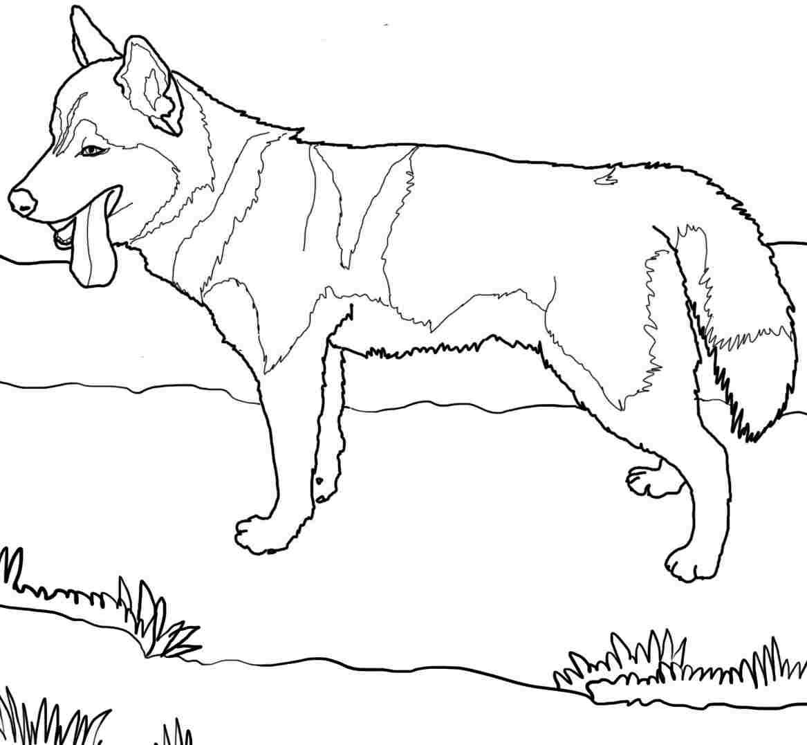 1167x1077 Focus Washington Huskies Coloring Pages 52 Best Printable Dog
