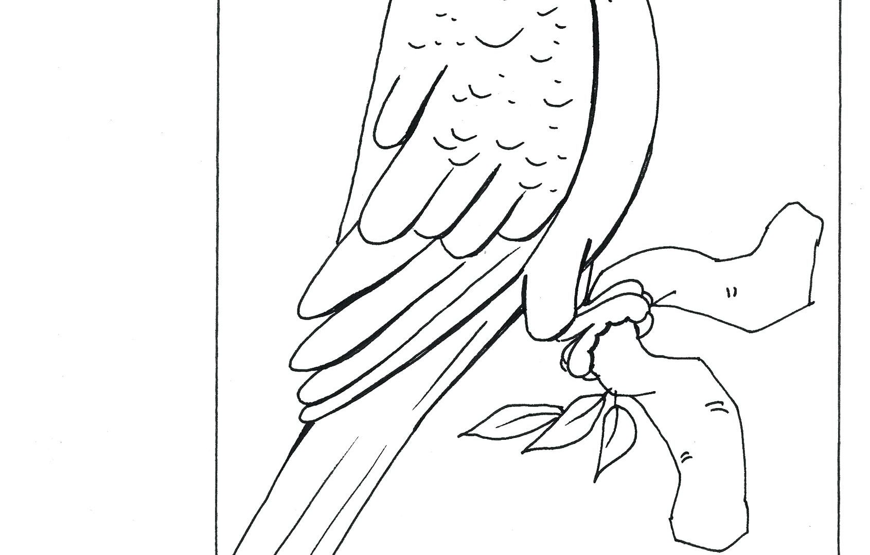 1691x1080 Coloring Pages Parrots Birds For Kids To Print Free Printable