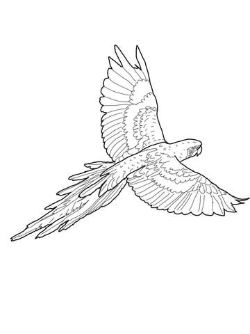 360x480 Flying Red And Green Macaw Coloring Page Coloring Pages
