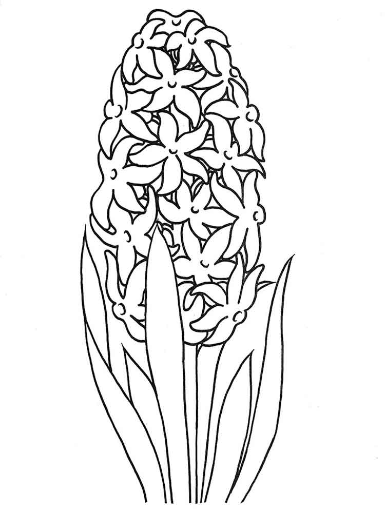 750x1000 Hyacinth Flower Coloring Pages 1