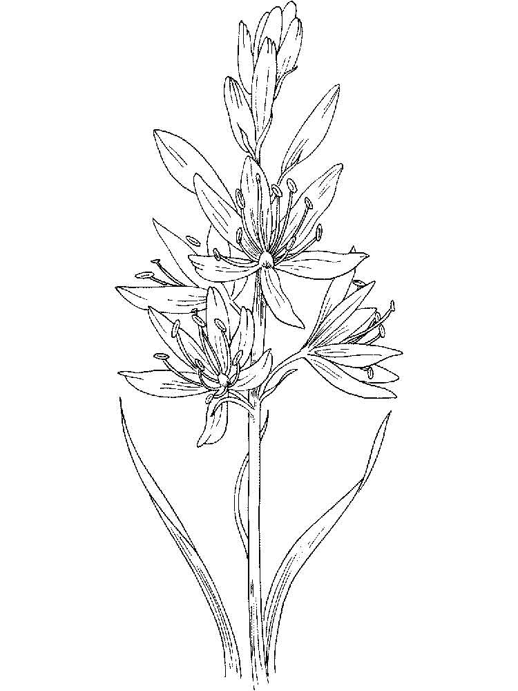 750x1000 Hyacinth Flower Coloring Pages 7