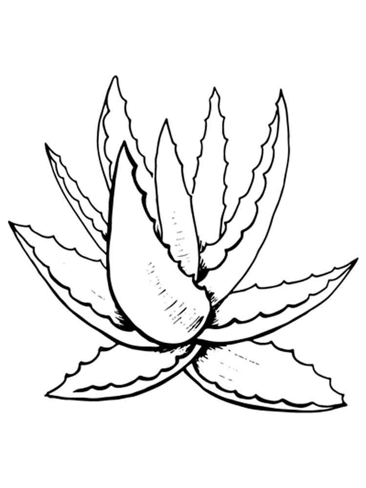 750x1000 25 Flower Vase Coloring Pages Printable Free Coloring Pages