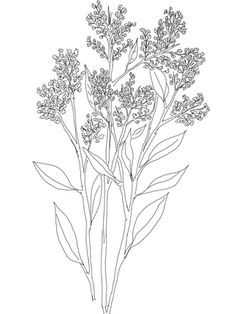 236x314 Hyacinthus Orientalis Or Common Garden Hyacinth Coloring Page