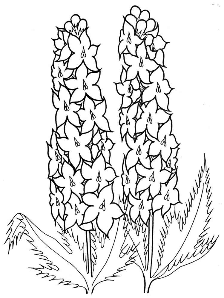 750x1000 Larkspur Flower Coloring Pages. Download And Print Larkspur Flower