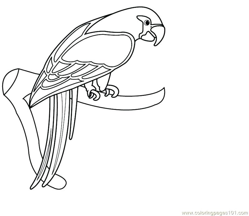 800x696 Macaw Coloring Page