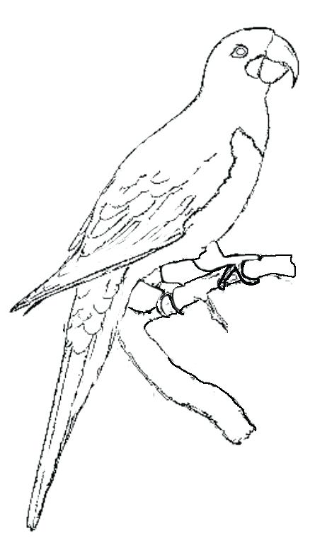 462x771 Macaw Coloring Page Coloring Blue And Gold Macaw Coloring Pages