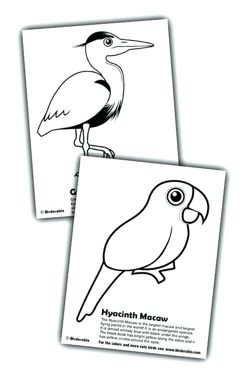 500x774 Macaw Coloring Pages Lovely Macaw Coloring Pages Kids Hyacinth