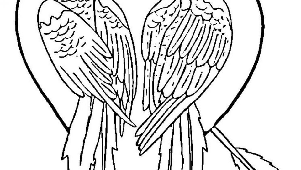 960x544 Parrot Coloring Page Free Hard For Adults Printable Parrots Pages