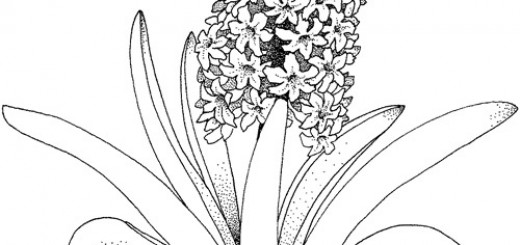 520x245 Print Coloring Coloring Pages Wallpaper