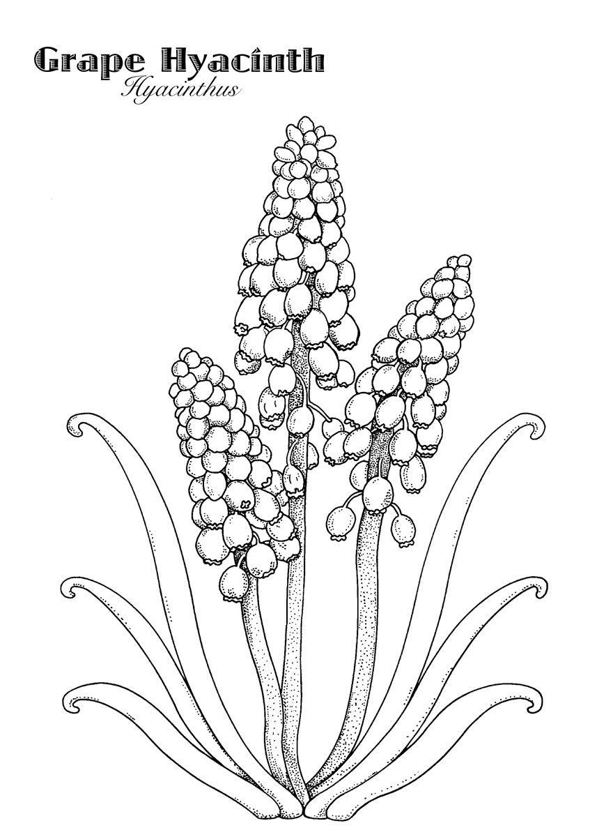 857x1200 Grape Hyacinth
