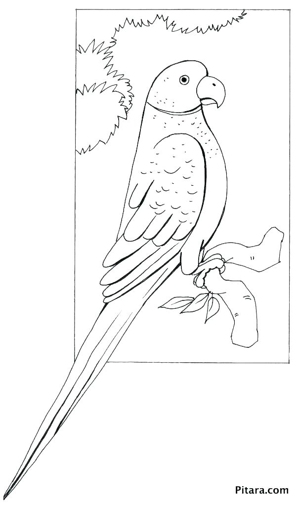 607x1024 Blue Macaw Coloring Pages
