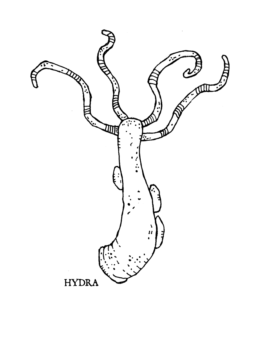 Hydra Coloring Page