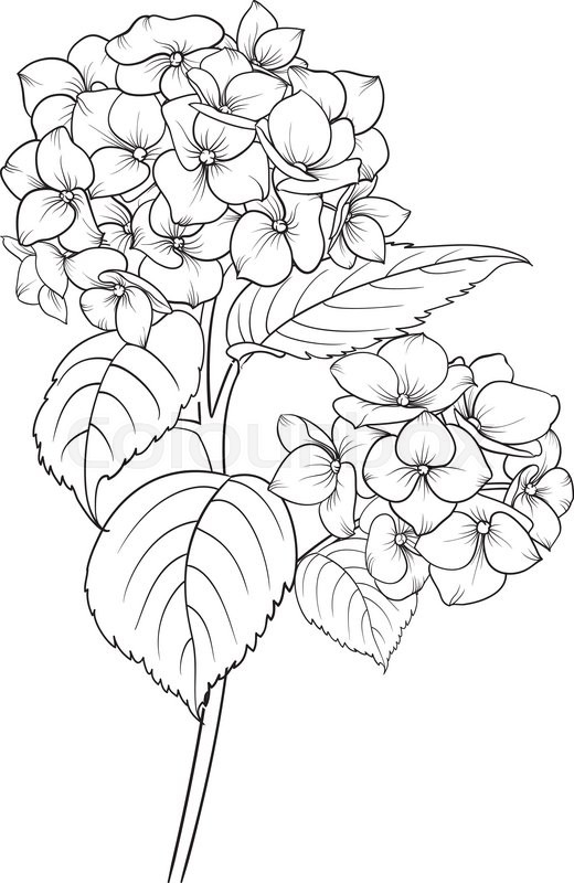 Hydrangea Coloring Page
