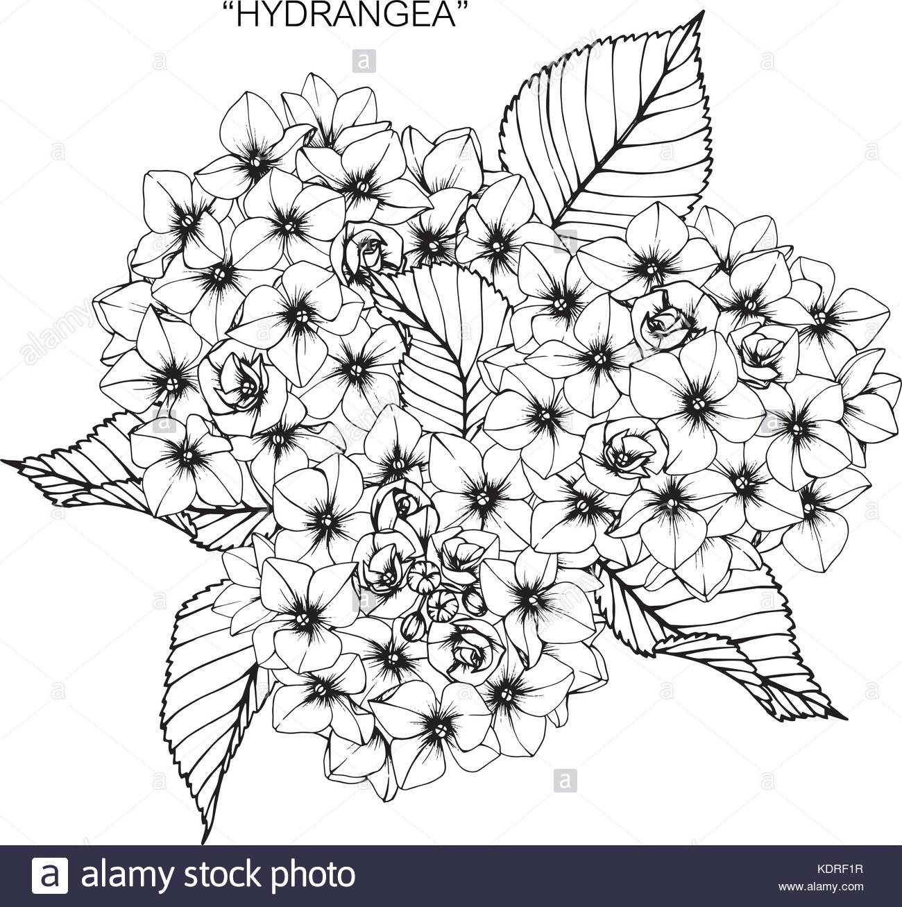 1300x1307 Hydrangea Black And White Stock Photos Amp Images