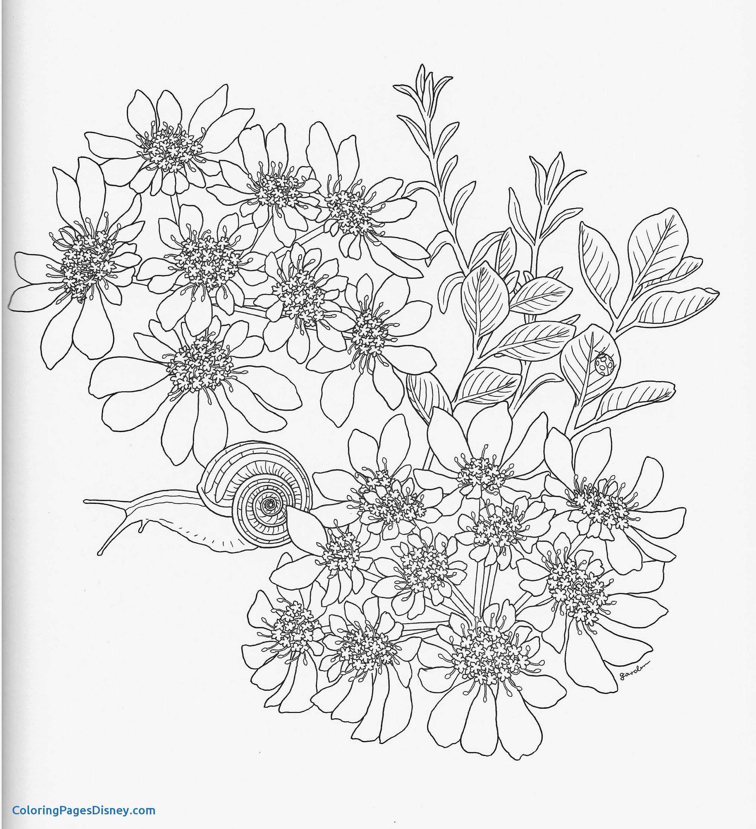 2528x2771 Hydrangea Coloring Pages Unique Harmony Nature Adult Coloring Book