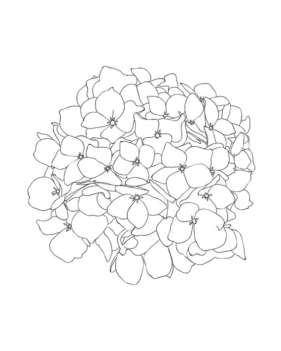 570x713 Hydrangea Flower Line Art Printprintablewall Decorlack