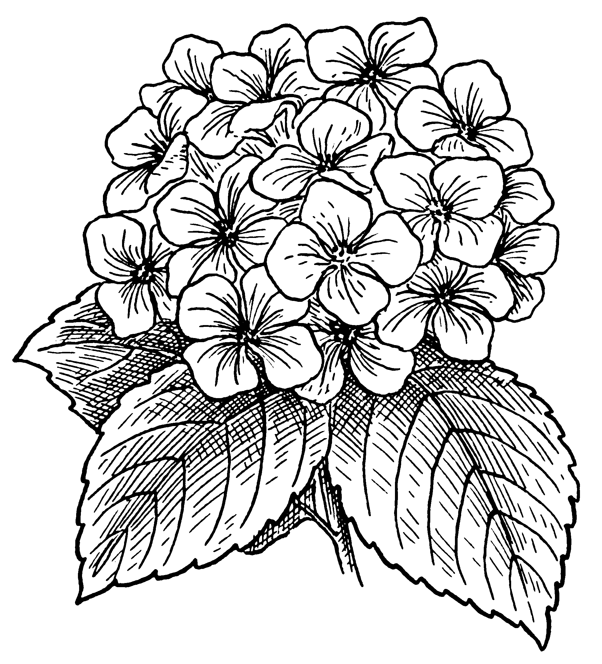 2047x2255 Hydrangea Flowers Drawing Things I Like Hydrangea