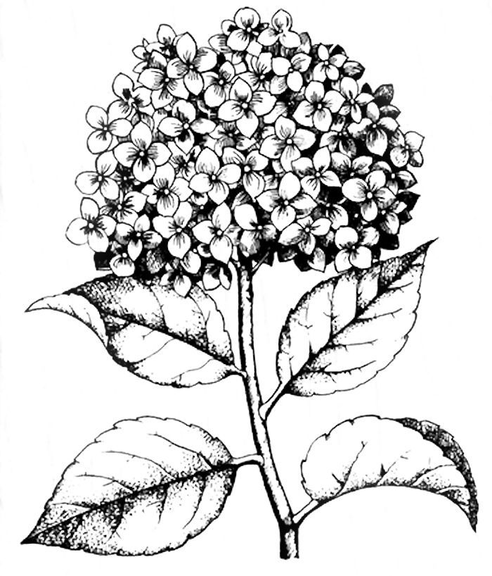 700x818 Hydrangea Stamp Coloring Page Adult Coloring Pages