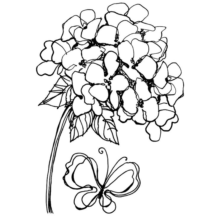 736x736 New 10 Printable Hydrangea Coloring Templates 2018 Kate Coloring
