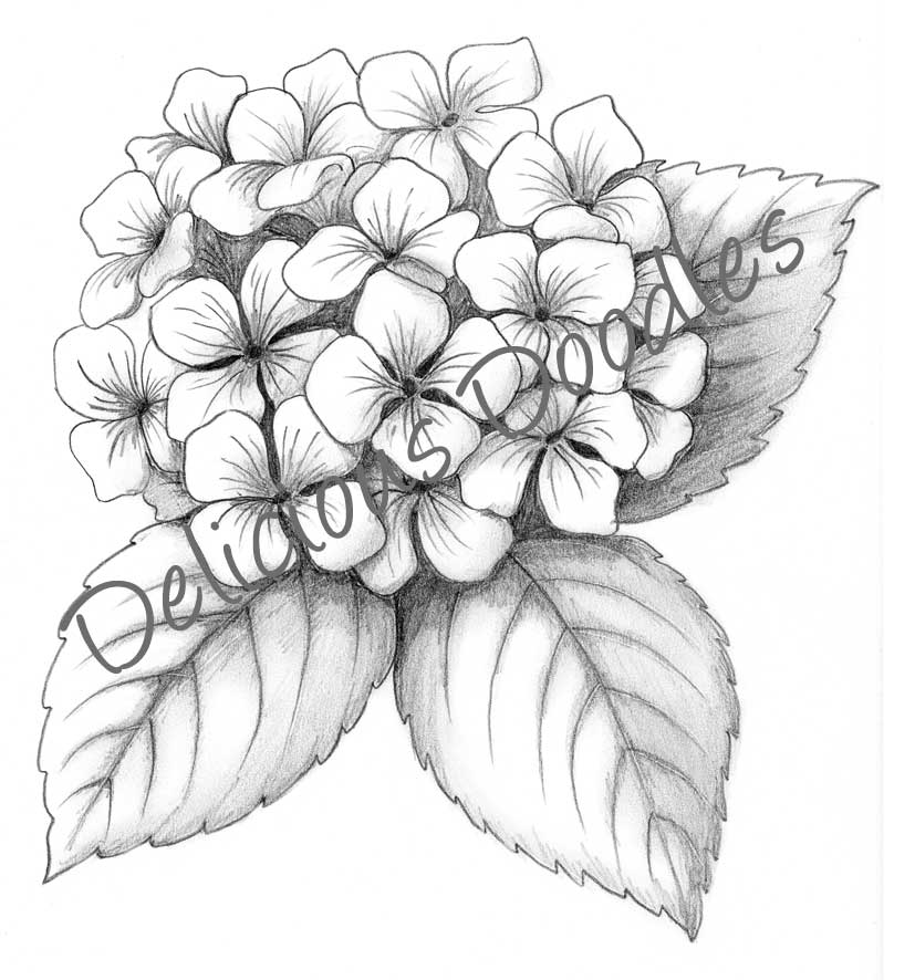 827x886 Drawn Flower Hydrangea 3328193