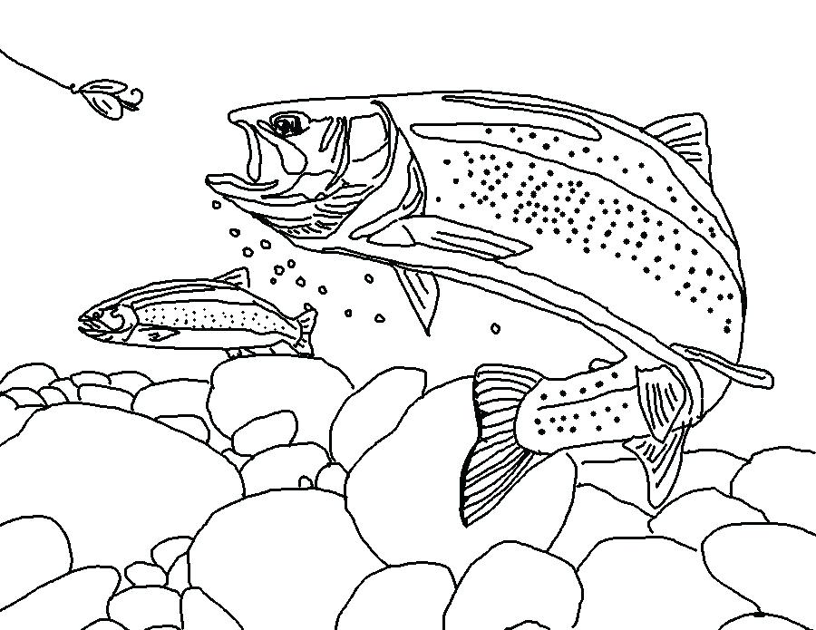 900x695 Fishing Coloring Pages Trout Coloring Book Free Online Printable