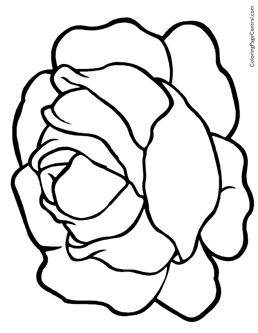 850x1100 Lettuce 01 Coloring Page Coloring Page Central
