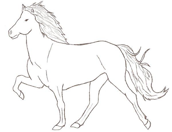 600x460 74 Best Icelandic Horse Images On Horses, Horse