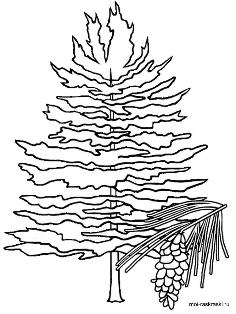 750x1000 Fir Tree Coloring Pages For Kids. Free Printable Fir Tree Coloring