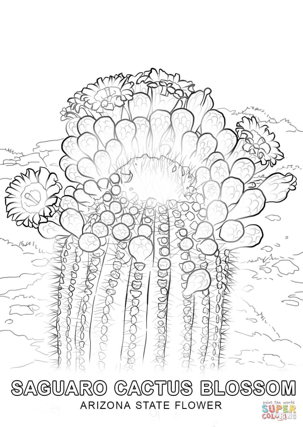 1020x1440 Best Arizona State Flower Coloring Page Printable Pics For Idaho