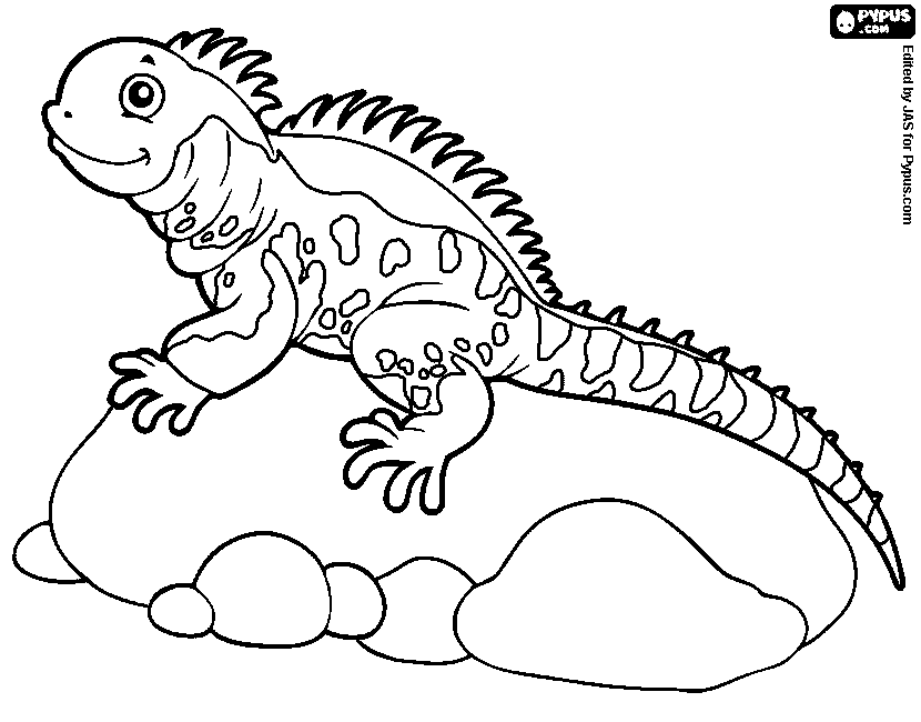 830x650 Marine Iguana Coloring Page