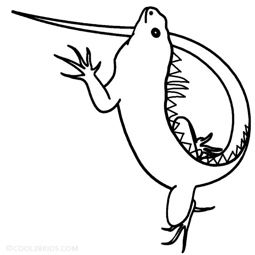 848x850 Printable Iguana Coloring Pages For Kids Cool2bkids