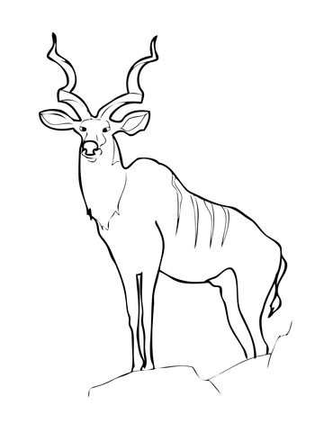 360x480 Greater Kudu Animal Coloring Page