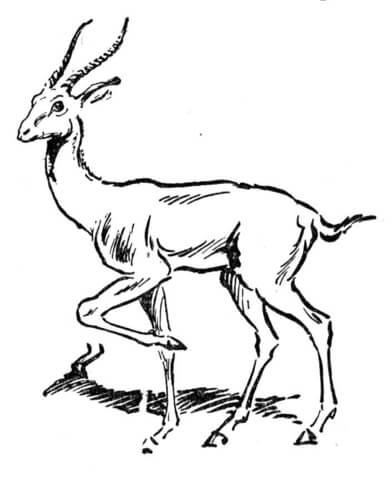 392x480 Impala Coloring Page