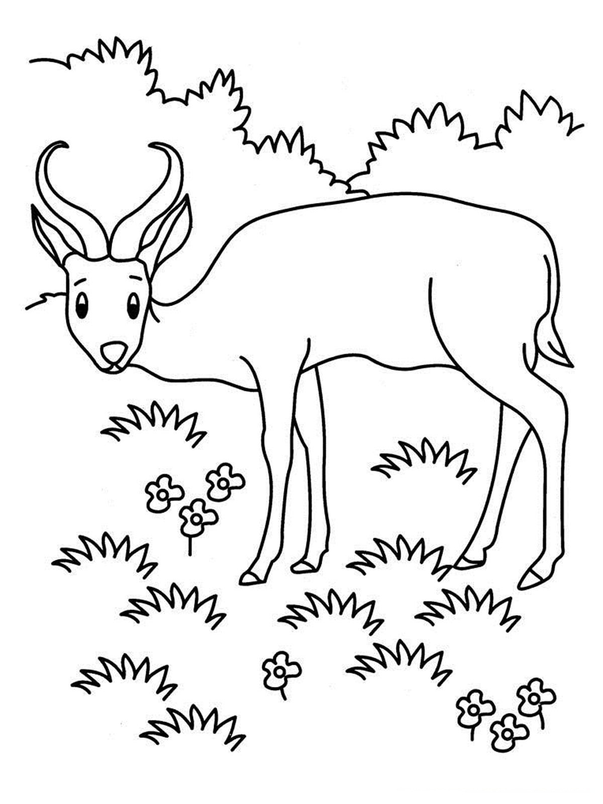 1200x1600 Antelope Coloring Pages