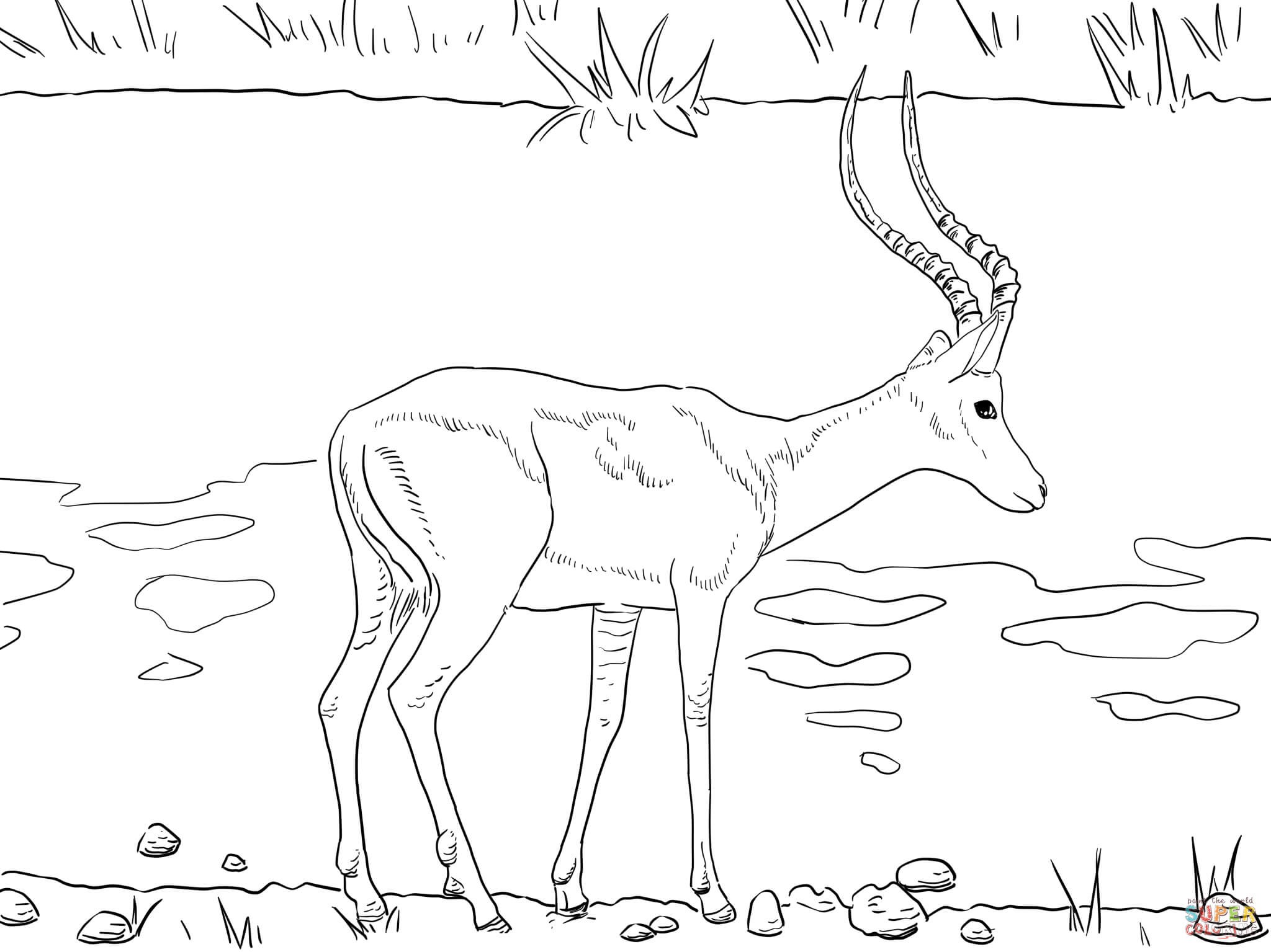 2048x1535 Tiffany Animal Coloring Pages Elegant Impala Animal Coloring Pages