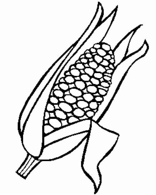 Indian Corn Coloring Page