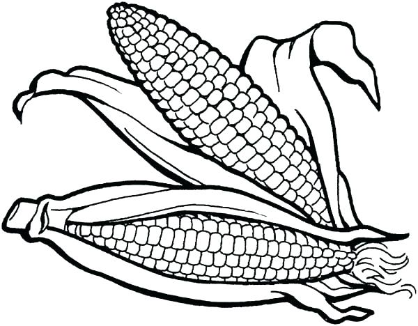 600x468 Corn Coloring Pages Printable Free Printable Corn Stalks Fall