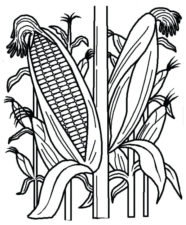 600x728 Idea Indian Corn Coloring Page For Corn Coloring Sheet Page 1 29