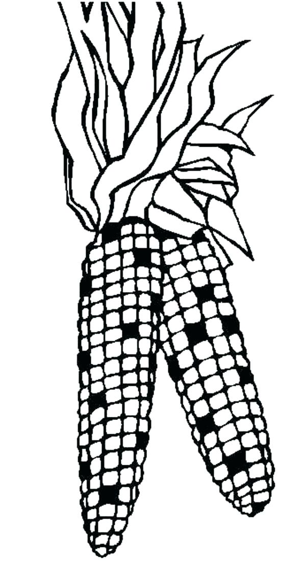 600x1106 Indian Corn Coloring Page Corn Coloring Pages Printable Best