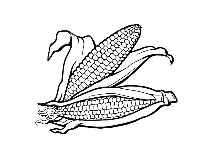 700x500 Indian Corn Coloring Page Corn Coloring Sheets Indian Corn