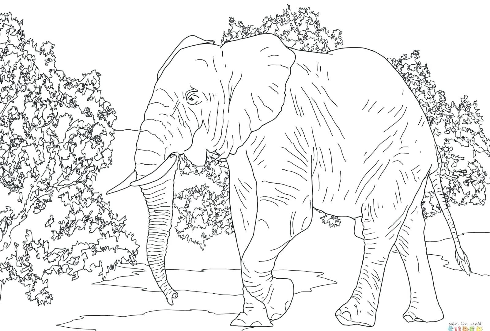 1600x1080 20 Luxury Indian Elephant Coloring Pages Printable Voterapp.us