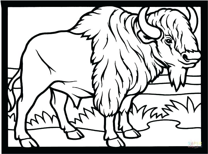 720x533 Buffalo Coloring Page Bison Coloring Pages Indian Headdress