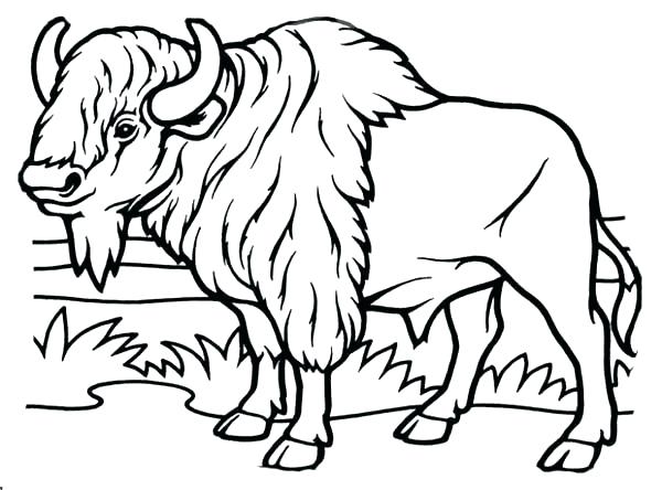600x444 Buffalo Coloring Page Cape Buffalo Coloring Page Buffalo Soldiers